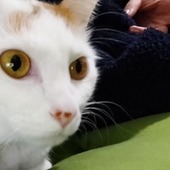 にゃ(ΦωΦ)さん