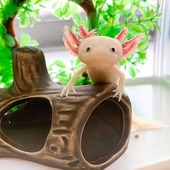 プチミさん
