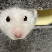 うにはむざきんさん