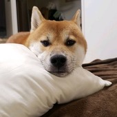 ごまふ★彡さん
