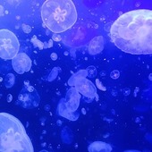 クルタ☆彡さん