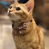 Sala･☆ﾟ:*:ﾟさん