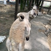 がはくちゃまさん