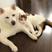 ルシカーさん