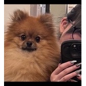 Pomeranian_Pomeさん