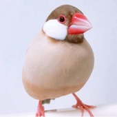 シナモン番鳥さん