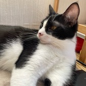 なりしゅーとさん