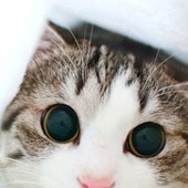 bousiyaさん