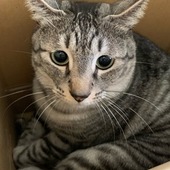 -ののねこ-さん