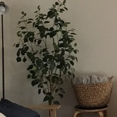 こうたつははさん