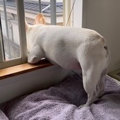 りこりあさん