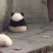 いちかちゃんマンさん
