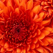 rose-colorさん