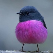 こっぺぱんぱんさん