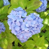 ＊なつなつ＊さん