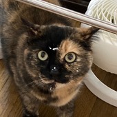 ゆりえぱんさん