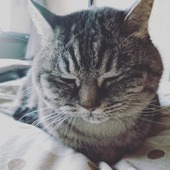 ニャテさんさん