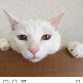 ふくねこ★彡さん