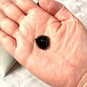 Black Jelly Wash / PLUEST(プルエスト)へのクチコミ投稿画像