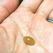馬プラセンタ / KIMEHADAへのクチコミ投稿画像
