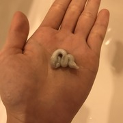 バイザシー ヘアクレンズ / DHCへのクチコミ投稿画像