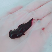 ラボモ スカルプアロマ ヘアカラートリートメント ヌーボー / アートネイチャーへのクチコミ投稿画像