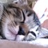 mamecofさん