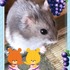 モンブランケーキ更にクリ乗せさん