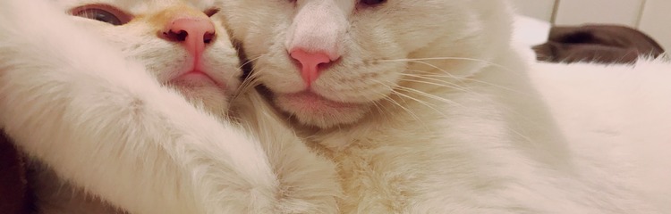 ねこまみーれさんのカバー写真