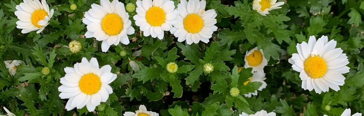 /芍薬さんのカバー写真
