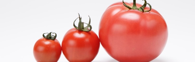 Tomatoesさんのカバー写真