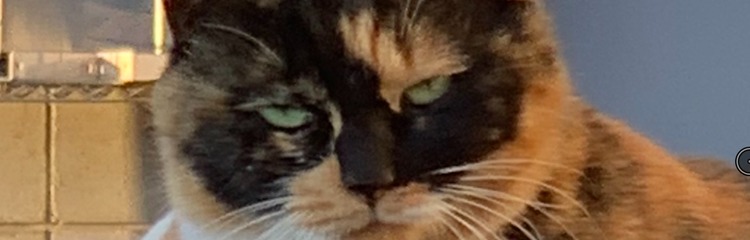 かにかわいいさんのカバー写真