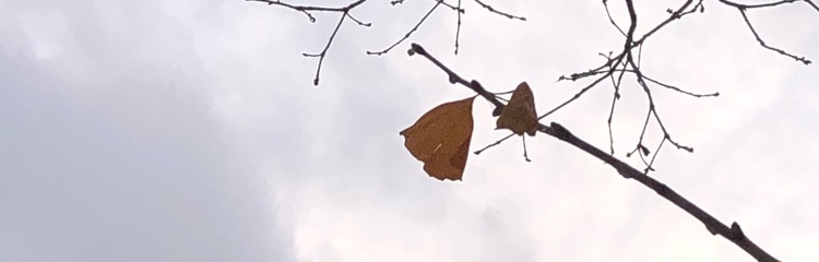 もちぶんにゃんさんのカバー写真