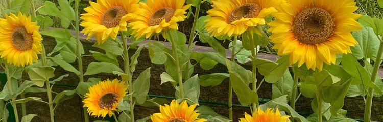 rena080241さんのカバー写真