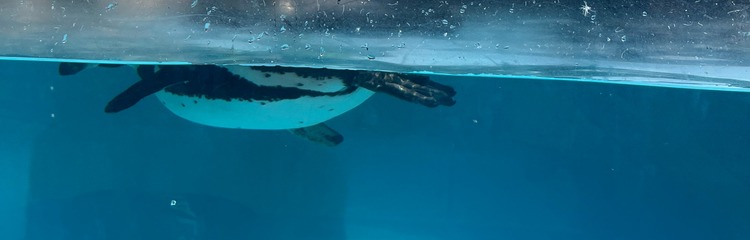 マモー95さんのカバー写真