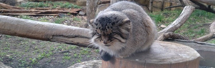 マヌルネココさんのカバー写真