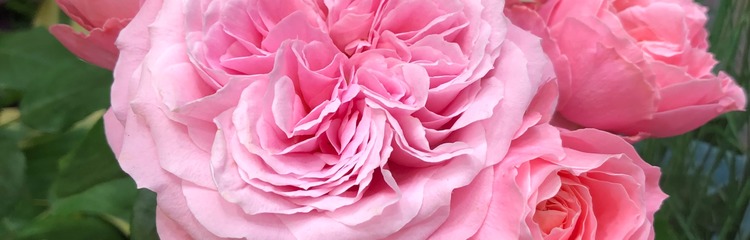 happy_beauty_roseさんのカバー写真