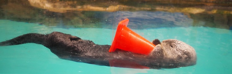 kinako.kさんのカバー写真