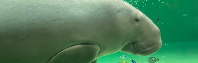 透明感くださいさんのカバー写真