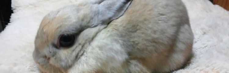 りんちゃんのまふまふさんのカバー写真