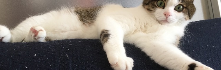 ●さとゆき●さんのカバー写真