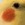 SeaSlug
