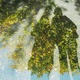 gingko