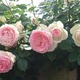 ꌩRX@`}LA[W̃X^COpbg 2Fڒꌩ