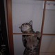 qLOO