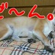 䕂ƃ[OgƁEEEȂ()