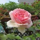 ۂ́uvEEE