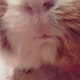 ̂TڊуOO