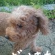 Zs[肫