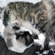 ӂ(*LM*)